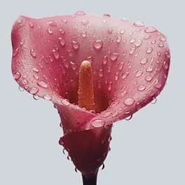 Clean pH-balanced cream icon representing Oestra's vaginal-safe hormone delivery formula